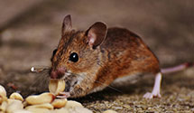 24 Hour & Emergency Exterminators in E Wakefield, NH